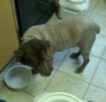 Gertie - Berger Australien (6 ans)