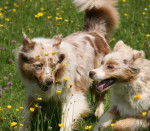 Amour joue avec Coccinelle - Berger Australien (2 mois)