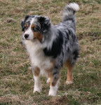 Berlioz - Berger Australien Mâle (2 mois)