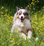 Berlioz - Berger Australien Mâle (2 ans)