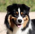 Baffy - Berger Australien M&acirc;le (2 ans)