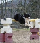 U2 se prend pour un cheval - Berger Australien Mâle (3 ans)