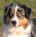 Adrina - Berger Australien (2 ans)