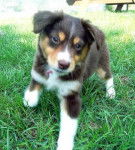 Dodger - Berger Australien Mâle (1 an)