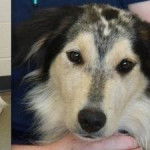 Dusty - Berger Australien (2 ans)