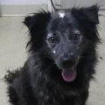 Shadow - Berger Australien Mâle (3 ans)