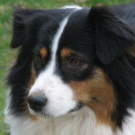 Kira - Berger Australien (2 ans)