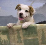 juno - Berger Australien (10 mois)