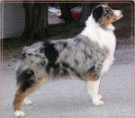 CH KINOAK DREAM COME TRUE ZOEY RN - Berger Australien (3 ans)