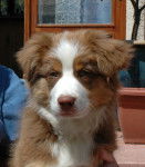 Dream - Berger Australien (1 an)