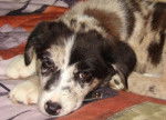 Molly - Berger Australien (5 mois)