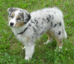 Mein Malon - Berger Australien M&acirc;le (11 mois)