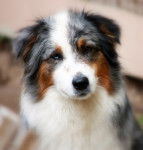 Kissy - Berger Australien (3 ans)