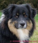 Dickens - Berger Australien Mâle (1 an)