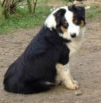 King - Berger Australien Mâle (1 an)