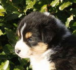 vivi - Berger Australien (Autre)