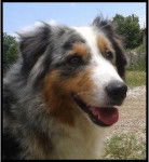 Chance - Berger Australien (5 ans)