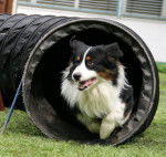 Flash - Berger Australien Mâle