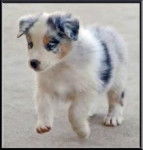 Cookie Monster - Berger Australien (2 ans)