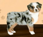 aywin - Berger Australien (11 mois)