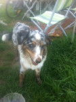 roxy - Berger Australien (2 ans)