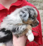 choupie - Berger Australien