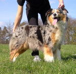 Nouille - Berger Australien M&acirc;le (6 ans)