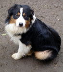 berger australien - Berger Australien