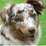 Liz - Berger Australien (4 ans)