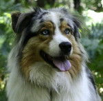 Frodon - Berger Australien Mâle (3 ans)