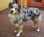 Wesley - Berger Australien M&acirc;le (3 ans)