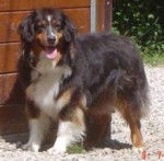 Only - Berger Australien (6 ans)