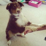 Harper - Berger Australien (1 an)