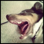 Harper - Berger Australien (1 an)