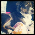 Harper - Berger Australien (1 an)