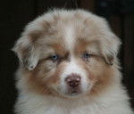 diablo - Berger Australien Mâle (4 mois)