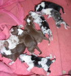 pas de nom 3 male et une femelle - Berger Australien