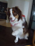 Kira - Berger Australien (2 ans)
