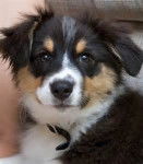 Canouta - Berger Australien (1 an)