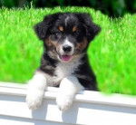 Georgie cucciola - Berger Australien (3 mois)