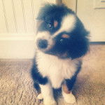 Zeke - Berger Australien Mâle (4 mois)