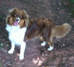 Hassya - Berger Australien (10 mois)