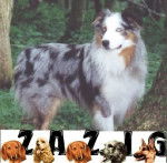 zazig blue merle - Berger Australien (5 ans)