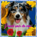 Berger australien - Berger Australien Mâle (3 mois)