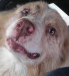 Lincoln - Berger Australien Mâle (15 ans)