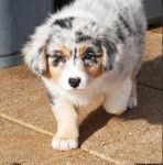 Doly - Berger Australien (11 mois)