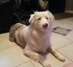 Indy - Berger Australien (8 mois)