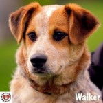 Buddy - Berger Australien Mâle (1 an)