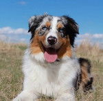 Jasper - Berger Australien M&acirc;le