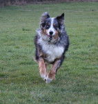 Vitale - Berger Australien (9 ans)